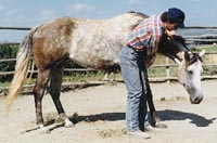 Il cavallo piega il collo a comando in segno di rispetto e fiducia
