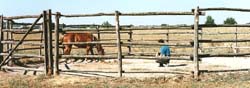 Per calmare la fuga di cavalli molto nevrili e timorosi ci accucciamo al centro del tondino