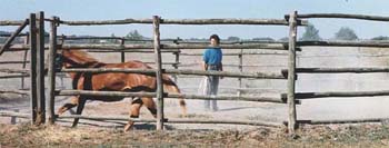 Cavallo in fuga alla periferia del territorio di doma