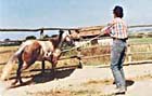 Mettere il cavallo in fuga alla periferia del tondino serve ad ottenere rispetto