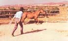 Il cavallo nella prima fase dela doma dei sentimenti viene messo in fuga alla periferia del tondino, per ottenere rispetto ed inibire suoi eventuali comportamenti aggressivi