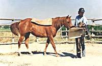 Il cavallo prende confidenza con la sella olfattandola e osservandola. Da notare che l'apertura delle orecchie viene anch'essa diretta verso la sella al fine di percepire rumori insoliti. Per la prima sellatura non andrebbero usate selle con il cuoio che cigola perch� allertano il cavallo alla difesa.&nbsp; 