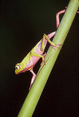 phylomedusa1.JPG (172937 bytes)