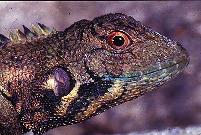 smilinglizard.JPG (203876 bytes)