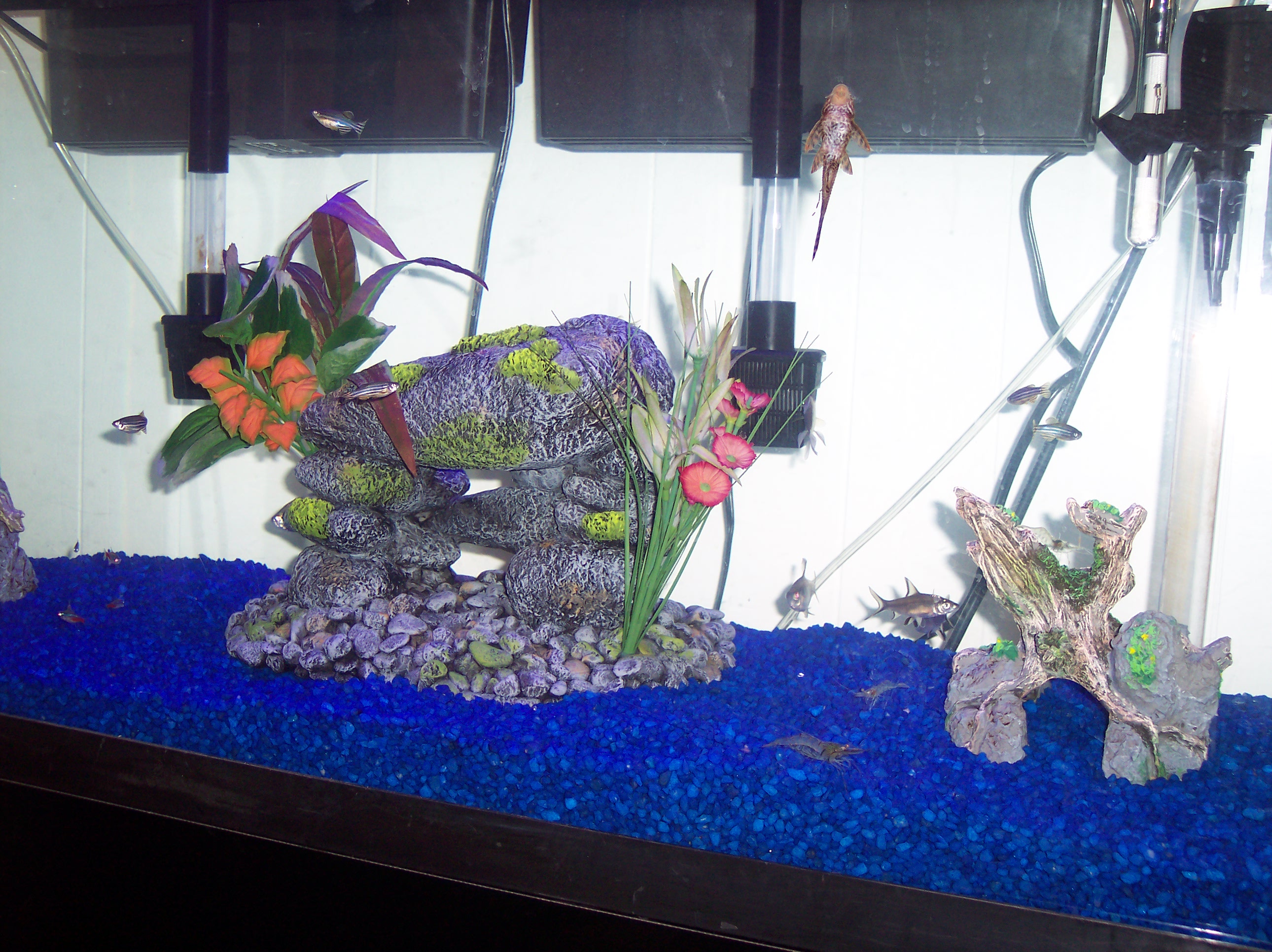 55 Gallon FW tank.&nbsp; In progress....