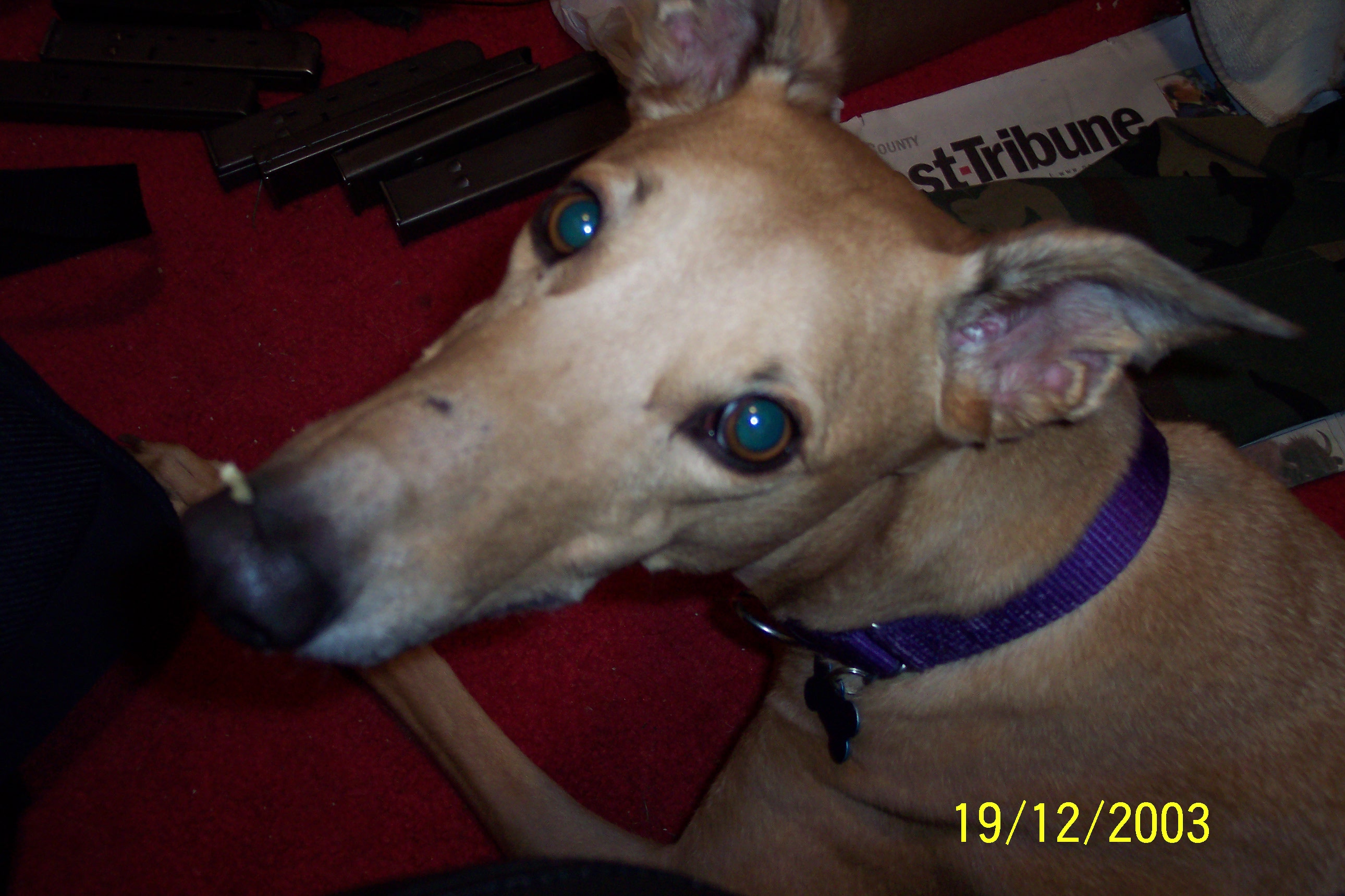 Monday, Retired Greyhound Racer, 4.5 y/o.