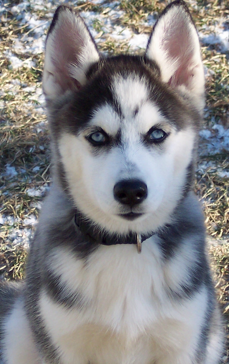 Sasha- Siberian Huskie, 10 weeks old.