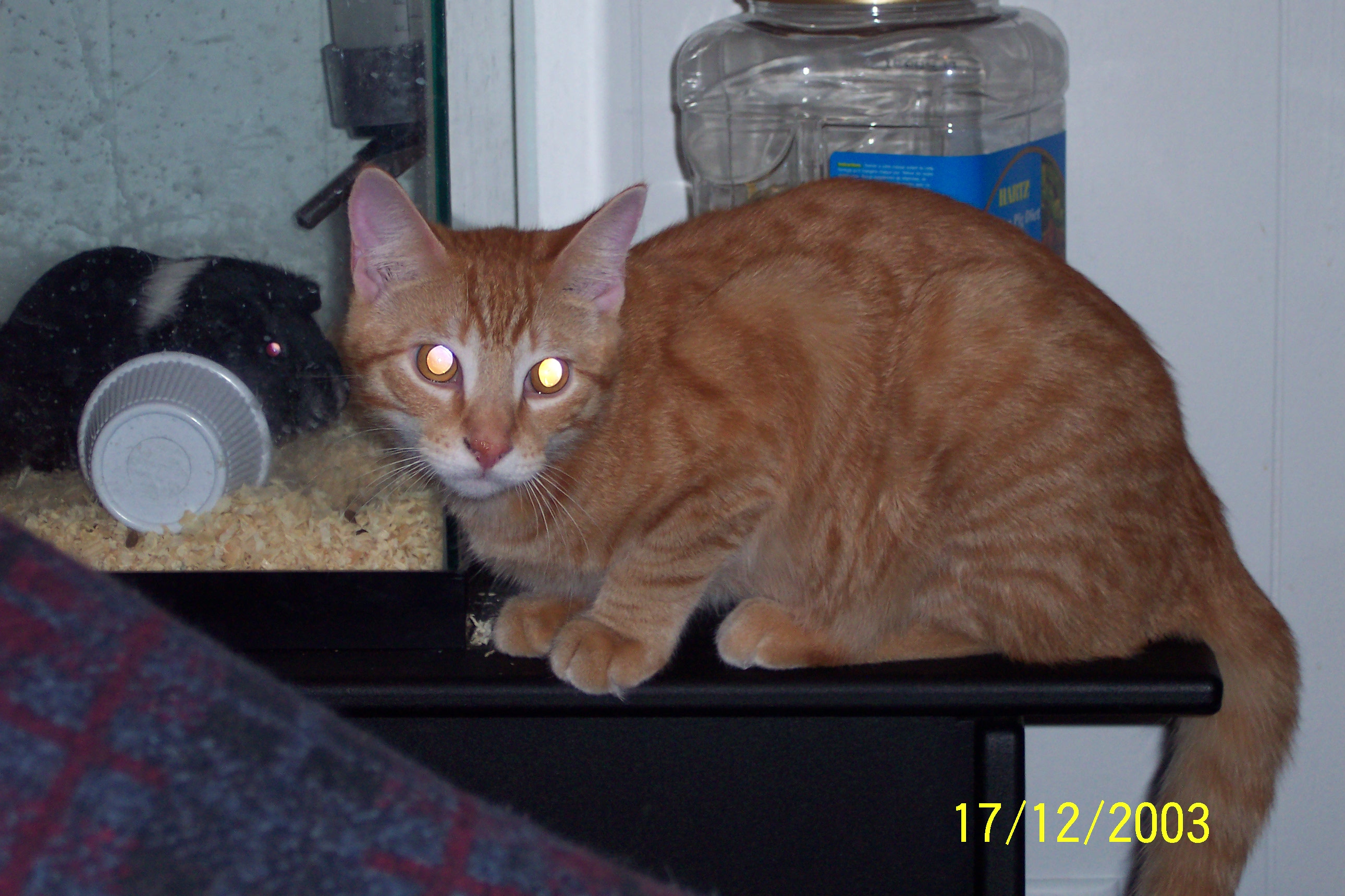 Ace the cat and Pepper the Guinea Pig.