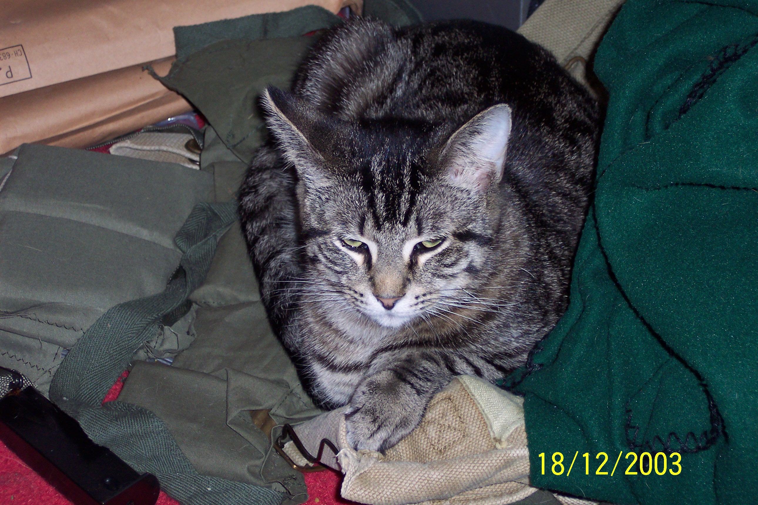 Tiger AKA "Mr. Tickles".