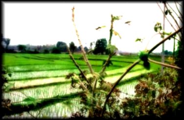 one of many rich rice paddies just outside Luarng Prabang township - enroute to villages
