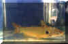india cat fish.jpg (49609 bytes)