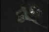 Adam Dead.jpg (141721 bytes)