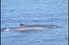 Whale.jpg (131772 bytes)