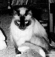 A Sorta-Himalayan Cat