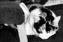 A Calico Cat