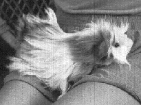 A Longhaired Guinea Pig