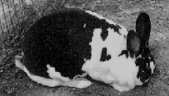 A B&W Bunny