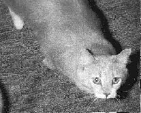 A Tan Cat