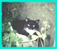 more beautiful scenery looking even more beautiful thanx to muffin!