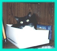 notice the technique employed by muffin. she's an expert at the cute, sweet, innocent eyes