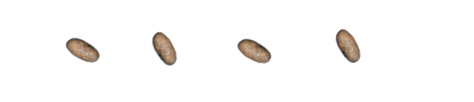 the taters are coming, hurray hurray!