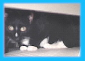 She's hiding from Matthew, really! poor cat