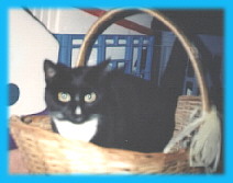 a tisket, a tasket, shadow's IN the basket!