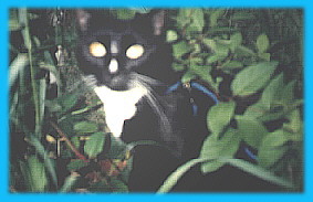 I would really make one heck of a photographer, don't u think? erm...don't answer that...