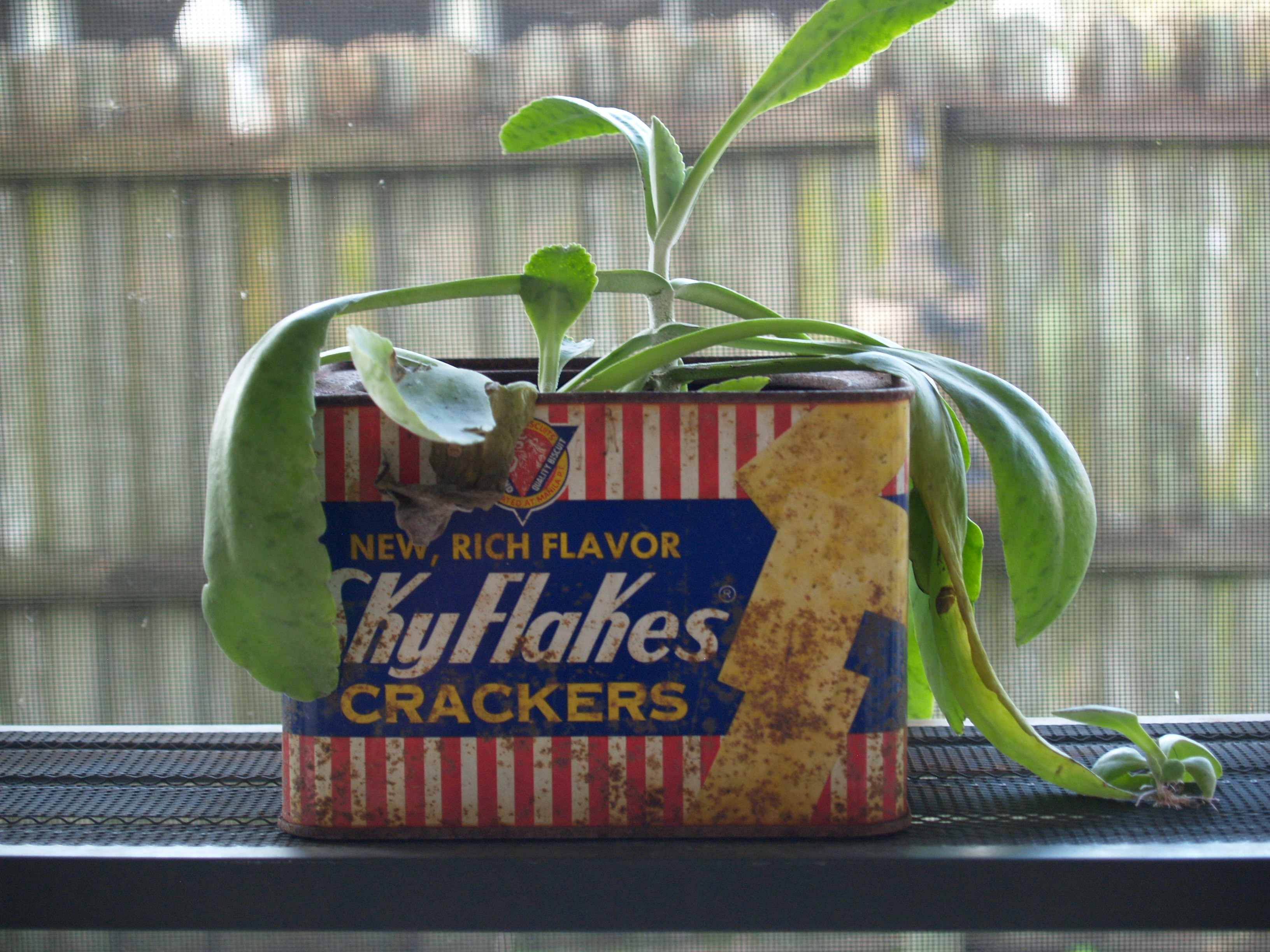 Sky Flakes