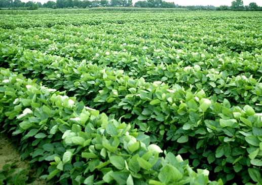 Soja RR,transgenicos,porotos,harinas,glifosato,malezas,gen EPSPS,herbicidas,Instituto Nacional de Tecnolog&iacute;a Agropecuaria,INTA,Federacion Agraria,exportaciones,China,cotizaciones,medio ambiente,biotecnologia,semillas,rastrojos,lluvia,clima,erosiones,suelos,,Espacio,planetas nuevos,Galileo Galilei,telescopios,astronomia,Altar,nebulosas,estrellas,Alfa Centauro,Geoff Marcy,planetarios,links,sitios,portales,astrologia,Desforestacion,desmonte,arboles,bosques,wichis,fundaciones,proteccion medio ambiente,desertificaci&oacute;n,fuego,incendios,dsiertos,,Kibbutz Tzuba,San Juan Bautista,Biblia,Jesus,Judea,Israel,Belen,Jerusalem,excavaciones,arqueologia,descubrimientos,cuevas,Rollos Mar Muerto,Atlantida,Paul Schliemann,Platon,Critias,continente perdido,Egipto,descubrimientos,arqueologia,Atlantes,Grecia,Atlantico,busqueda,teorias,Atlantis,Paparazzi,Isabel Sartorius,Borbon,Ortiz Pati&ntilde;o,Vallejo Najera,Entrecanales,Mora Figueroa,Antonio Montero,Sainz Vicu&ntilde;a,Espa&ntilde;a,jet set,Mallorca,Ibiza,John Fitzgerald Kennedy,Lee Harvey Oswald,Vitaliy Fadeyev,Lawrence Berkeley,Carl Haber,Fidel Castro,Lyndon B. Johnson,Jackie,Onassis,Irma Roy,Carolina Papaleo,Osvaldo,diputada nacional,Congreso,Argentina,Raul Granillo Ocampo,politica,justicialismo,peronismo,cine,television,La Horqueta,San Isidro,que se vayan todos,diciembre 2001,2002,2003,2004,maria julia alsogaray,alvaros,,Roberto Mart&iacute;nez Medina,Maria Julia Alsogaray,Ra&uacute;l Granillo Ocampo,Jorge Rodr&iacute;guez,V&iacute;ctor Alderete,Claudia Bello,Angel Massa,Alfredo Yabran,Mario Pontaquarto,Nestor Carlos Kirchner,Cristina Elizabeth Fernandez,corrupcion,senado,general rodriguez,anibal,fernandez,alberto,fernando de la rua,ines pertine,eduardo duhalde,hilda chiche gonzalez,2000,2001,2002,2003,2004,Museos,www.louvre.fr,Leonardo Da Vinci,Gioconda,Mona Lisa,Italia,Francia,France,inventos,Italy,renacimiento,historia,cuadros,links,images,postcards,photos,fotos,imagenes,postales,pictures,historia,arqueologia,descubrimientos,culturales,agenda,infodiario,diario accion,buenos aires,argentina,Diario Accion de General Rodriguez, politica, actualidad, noticias e informacion, personalidades e instituciones, policiales, galerias de fotos; historia de General Rodriguez, sus origenes, edificios, estancias, habitos y costumbres, anecdotas, comercios e industrias, los fundadores, antiguas instituciones, fotos e imagenes; suplementos especiales: la crisis politica, economica y social de la Argentina, los acontecimientos de Diciembre de 2001, articulos y entrevistas; Emigracion: toda la informacion destinada a aquellos que desean emigrar, radicarse o estudiar en el exterior, visas, pasaportes, consejos, guias, informacion util, links; Trueque: novedades e informacion, links, estructura del trueque; el casamiento de Maxima Zorreguieta y el principe Guillermo Alejandro de Holanda; Guerra de Afganistan: galeria de imagenes e informacion sobre la primera guerra del siglo XXI; la guerra de Irak, Bagdad, Georges W. Bush, Saddam Husseim, el atentado a las torres Gemelas de Nueva York, las twin towers, el 11-s, y descripcion del hecho que conmovio al mundo; Empleo: consultoras, clasificados, agencias de empleo, consejos e informacion util, curriculum vitae, como confeccionarlos, noticias de actualidad; 
Los numeros de la crisis: Las consecuencias de la crisis politica, economica y social; estadisticas, pobreza, desnutricion, salud y asistencia; noticias regionales y provinciales, columnas y editoriales; informacion para negocios: pymes, links, empresas y negocios; Agenda Cultural con toda la informacion de cursos, universidades, talleres, escuelas y oportunidades, exposiciones de arte de la region; buscadores en Internet, Enlaces: links a los mejores sitios de educacion, cultura, arte, biografias, politica, interes general, web, Links del Diario Accion: RMS Titanic, su historia, su tragico viaje inaugural; historias, testimonios, documentos y articulos sobre el naufragio; links y sitios sobre el tema; la pelicula de Cameron, fotos e imagenes; suplementos especiales, Historia Argentina y de General Rodriguez, la llegada de la democracia en General Rodriguez, la asuncion de Juan Lumbreras como intendente en 1983, galeria de imagenes, sus palabras y los actos, su gabinete, festejos de la comunidad. Fundacion del pueblo de General Rodriguez, sus instituciones y personalidades relevantes, arquitectura y edificios, comercios e industrias, sus comienzos, estancias, inmigraciones italianas, espa&ntilde;olas, vascas e irlandesas, anecdotas y efemerides, sus hombres ilustres, el Hospital Vicente Lopez y Planes, su fundacion por las Damas de Beneficencia, el hundimiento del crucero General Belgrano, testimonios de ex combatientes y tripulantes, su comandante Hector Elias Bonzo, fotos e imagenes, recuerdos y homenajes, historia de la familia Bonzo de General Rodriguez, entrevistas y articulos periodisticos. La guerra de Malvinas en el Atlantico Sur, el conflicto belico con Gran Breta&ntilde;a de 1982, politicos relevantes, Benjamin Paez y Trueba, fotos antiguas de familias fundadoras, galerias de imagenes de pobladores, recorrida virtual por el antiguo General Rodriguez, el paso de la Infanta en 1910, historia de La Serenisima, la familia Mastellone, La Choza, Bernardo de Irigoyen, peronismo y radicalismo y muchisimo mas