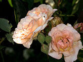 3 Roses, photography, fine art photos of roses.