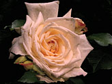 photo of single rose, photography, fine art photos of roses.