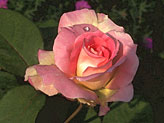 photo of a single rose with dew drop, photography, fine art photos of roses.