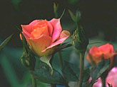 Rose bud, photography, fine art photos of roses.