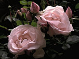 two roses with rose buds, photography, fine art photo of roses.
