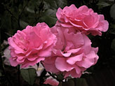 three rose blossoms, photography, fine art photo of roses.