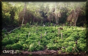 Sembrios de yuca
