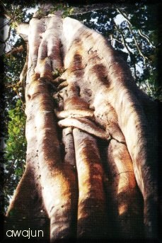 Arbol de Lupuna