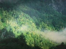 El valor de los �ltimos bosques nativos del fin del mundo debe ser comprendido por todos los chilenos.
