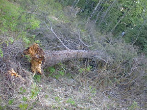 downed black spruce