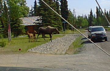 Habitat Moose