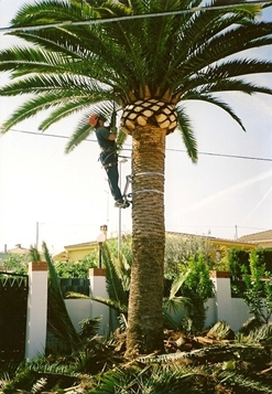 poda y derribo de arboles