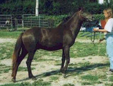 � Cervus.se