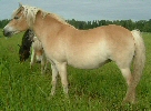 � Piitu