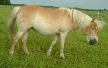 � Piitu
