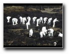 [Click to enlarge]