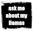 I seem like the type to own llamas, do I not?