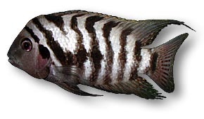 hypo ob red zebra cichlid hypo ob red zebra cichlid