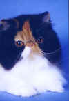 Cocoa Head Shot (1).jpg (32162 bytes)