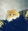 Coty as a Kitten (2).jpg (22144 bytes)